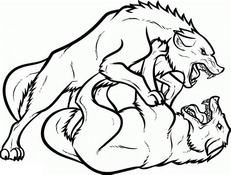 fighting wolves drawing  getdrawings