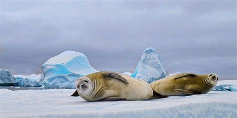 antarctic animals  predators  antarctica hurtigruten