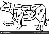 Beef Cuts Drawing Template sketch template