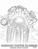 Arizona Coloring Flower Cactus State Pages Saguaro Symbols Printable Blossoms Drawing Supercoloring Categories sketch template
