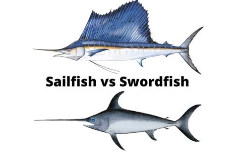 sailfish  swordfish  main difference ouachitaadventures