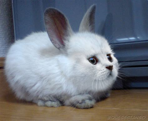 requested  rabbitten catrabbit oc hybridanimals