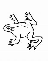 Frog Coloring Pages Color Small Tree Jumping Drawing Dart Poison Wildlife Animals Clipartmag Children Clipart Popular sketch template
