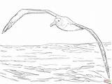 Albatross Coloring Wandering Flight Drawing Pages Printable Supercoloring Animal Animals Dot Sketch Bird Zealand Template Skip Main sketch template