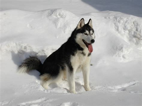 siberian husky snow dog  photo  pixabay