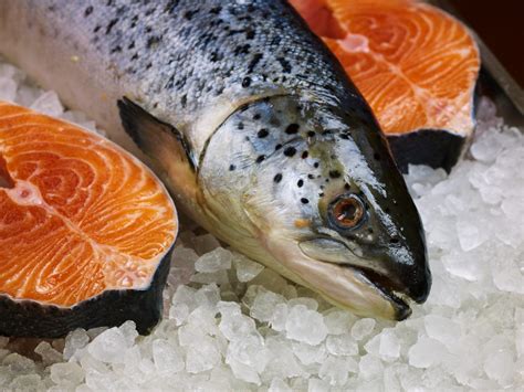 salmon ikan   bernutrisi mhn