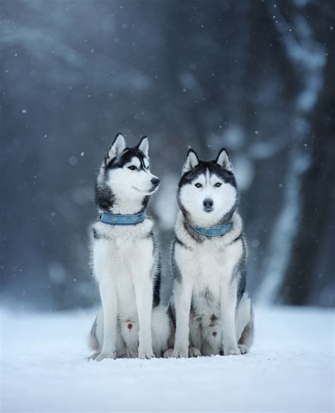 pictures  huskies  amazing gallery  siberian  alaskan dogs