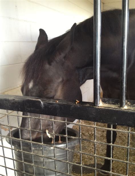 nutrition   horse   feed  horse  hay