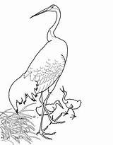 Crowned Colorear Grulla Japonesa Koson Ohara Roja Cranes Supercoloring Designlooter sketch template