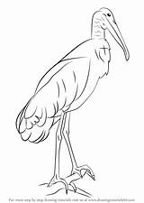 Stork Beak sketch template