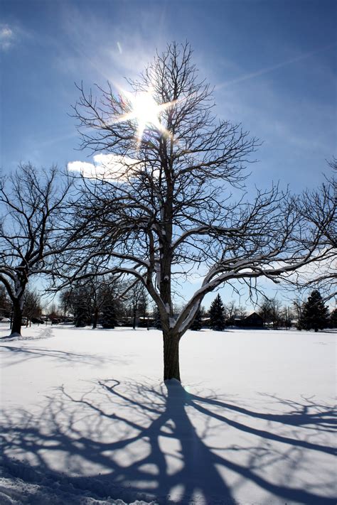 sun  winter tree branches picture  photograph