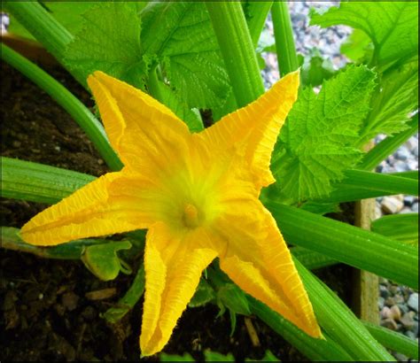 patio  pots grow zucchini   container container gardening