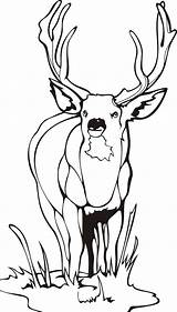 Coloring Pages Deer Buck Big Male Mixed Animal Template Meadow sketch template