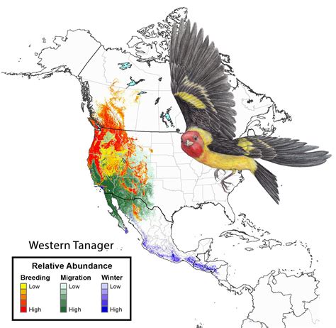western tanager state  north americas birds