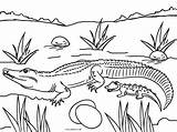 Coloring Alligator Pages Baby Picnic Cool2bkids Color Table Printable Kids Print Getdrawings Getcolorings sketch template