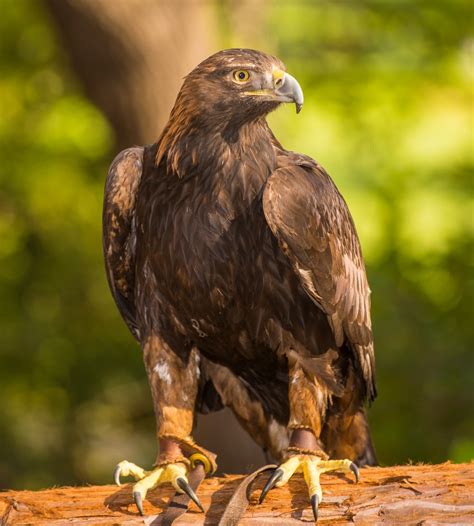 golden eagle lindsay wildlife experience