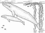 Monterey Montereybayaquarium Whales sketch template