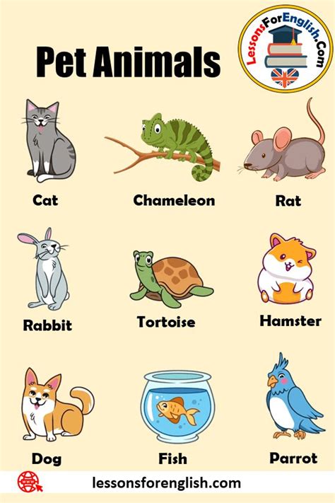 pin  pet animals