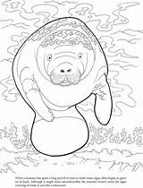 Coloring Manatee Pages Printable Manatees Algae Manati Color Manaties Dover Publications Clipart Welcome Dugong Sheets Animales Book Mandalas Para Doverpublications sketch template