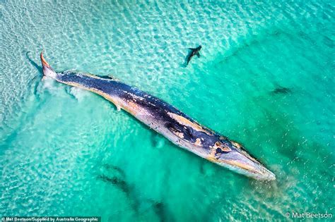 incredible images from the 2019 australian geographic