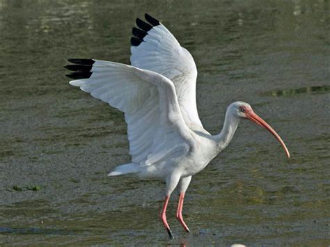 white ibis ibis bird species