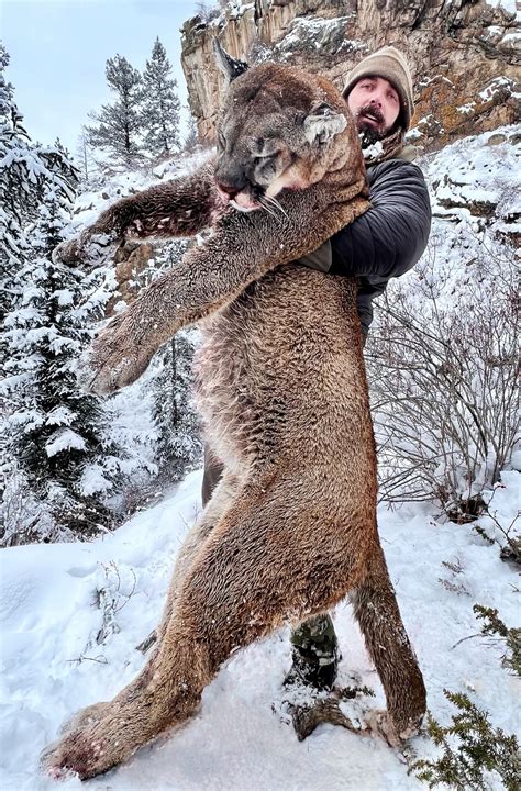 derek wolfe  broncos player kills huge mountain lion  colorado fox denver
