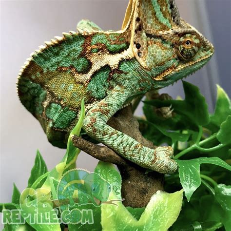 veiled chameleon for sale online veiled chameleons for sale chameleon