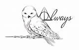 Hedwig Eule Chouette Hedwige Malvorlage Webstaqram Hogwarts sketch template
