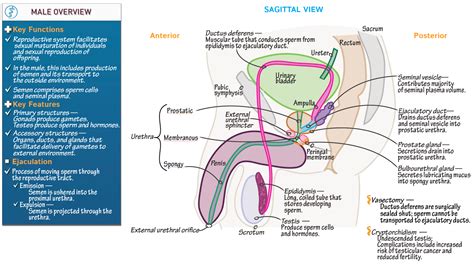 Anatomy And Physiology Anatomical Overview Of The Male