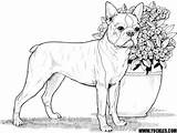 French Bulldog Coloring Pages sketch template