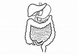 Digestive System Drawing Sketch Human Coloring Pages Easy Tract Gi Draw Line Body Simple Diagram Kids Clipart Drawings Colouring Paintingvalley sketch template