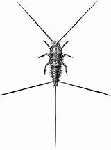 Silverfish Clipart Etc Large sketch template
