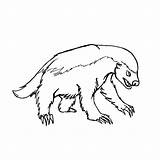 Badger Honey Coloring Pages Drawing Badgers Lineart Wisconsin Bucky Deviantart Colouring Getcolorings Printable Color Clipartmag Getdrawings Colorings sketch template