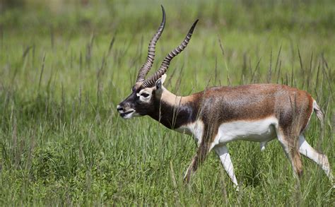 fileblackbuck antelope jpg wikimedia commons