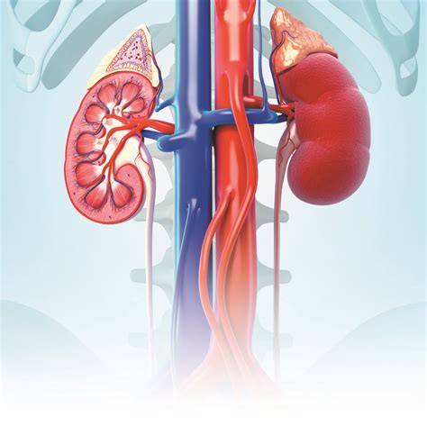 caring   kidneys northpointe medical