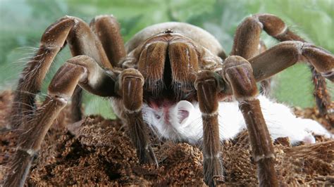 spinnen spinnenrekorde spinnen insekten und spinnentiere natur
