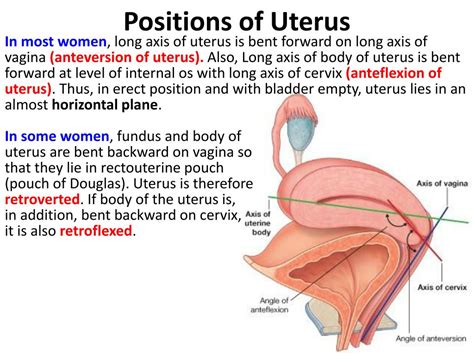 Ppt Female Internal Genital Organs Powerpoint Presentation Free