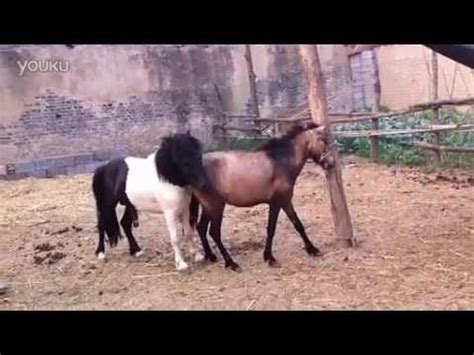pony mating  play  youku high definition video   youtube
