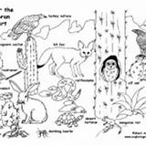 Desert Habitats Animals Biomes American Coloring Category Prairie Rainforest sketch template
