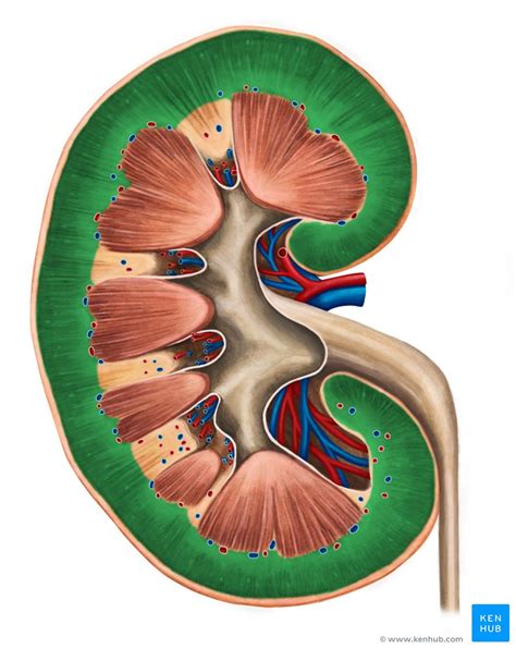 kidneys anatomy location structure function kenhub