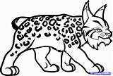 Lynx Coloring Printable Pages Drawings Animals Drawing sketch template