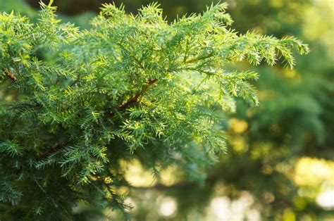 13 Different Types Of Cedar Trees All Cedar Tree