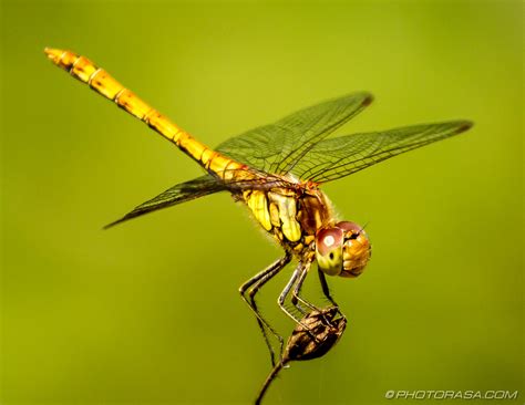 dragonflies photorasa  hd