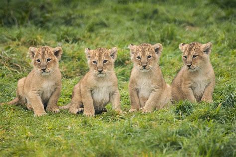 fota wildlife park celebrates birth   endangered asian lion cubs   appealed