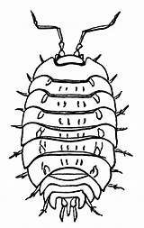 Wood Lice Louse Etc Clipart Curl Crevices Stones Commonly Protect Disturbed Walls Found Under They When Old Large sketch template