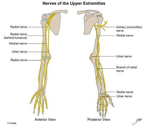 upper extremity nerves msk medbullets step