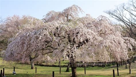 weeping cherry tree problems  common issues solutions rennie