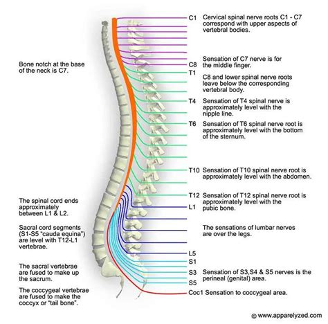 pictures  cervical spinal nerve