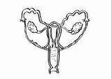 Reproductive Organs Edupics sketch template