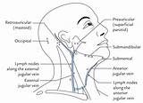 Lymph Nodes Superficial Vessels Cervical Node Jugular Anatomy Glands Swollen Veins Jaw Junction sketch template